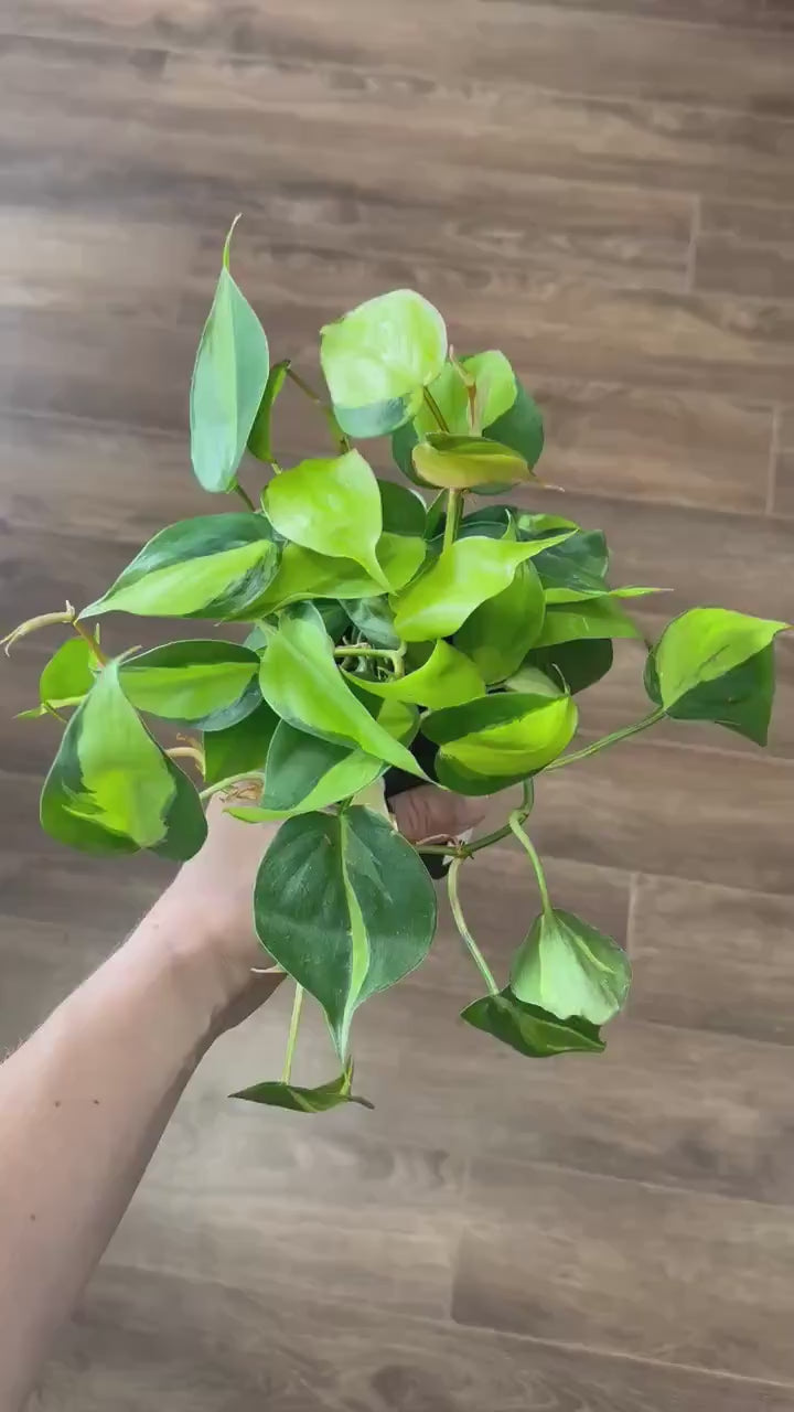 Brazil Philodendron Live Tropical Houseplant | variegated heartleaf easy indoor trailing beginner friendly air purifying
