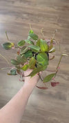 Micans Philodendron Live Plant: Velvet Leaf Trailing Vine, Easy Care