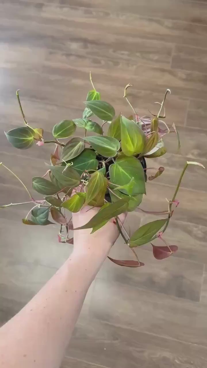 Micans Philodendron Live Plant: Velvet Leaf Trailing Vine, Easy Care