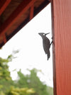 Metal Bird Statue - Woodpecker Bird Art - Highland Ridge Decor
